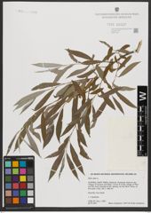 Foto von Salix alba L.
